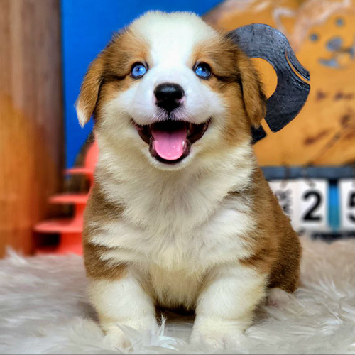 Chó Corgi Pembroke vàng trắng 2 tháng tuổi, mắt xanh, tai cụp chưa dựng tại Chạm Pets