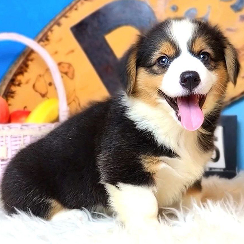 Chó Corgi tricolor 2 tháng tuổi cái, mặt sáng, form gọn tại Chạm Pets