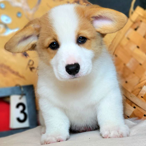 Chó Corgi vàng trắng 2 tháng tuổi đực, mặt bầu bĩnh, tai to đáng yêu tại Chạm Pets