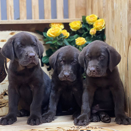 Đàn 3 chó Labrador con màu nâu socola 2,5 tháng tuổi ngồi cạnh nhau trong bối cảnh trang trí