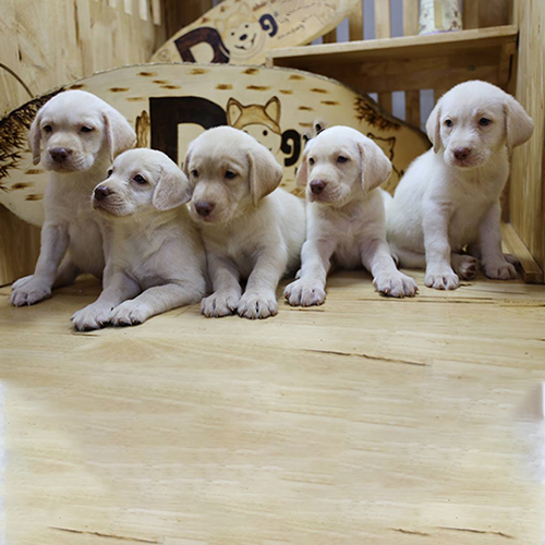 Đàn 5 chó Labrador con trắng kem 2 tháng tuổi ngồi và nằm trên sàn gỗ trong bối cảnh studio, đủ đực cái