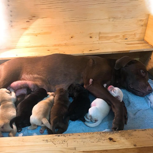 Đàn chó Labrador con khoảng 10 ngày tuổi đang bú mẹ trong ổ gỗ, có nhiều màu lông khác nhau