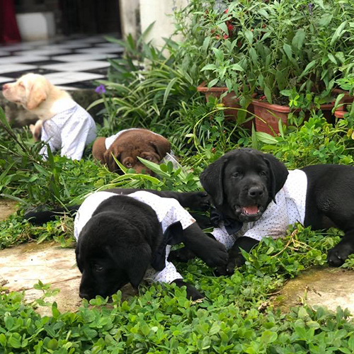 Đàn chó Labrador con khoảng 2 tháng tuổi mặc áo nhỏ đang nằm chơi ngoài trời trên nền cỏ và cây xanh