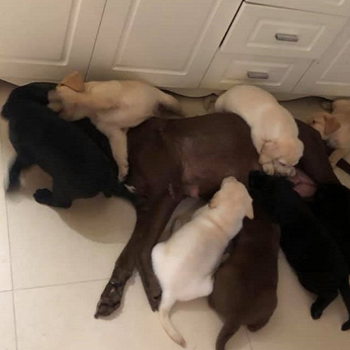 Đàn chó Labrador con khoảng 20 ngày tuổi đang bú quanh chó mẹ, có nhiều màu lông khác nhau trong nhà