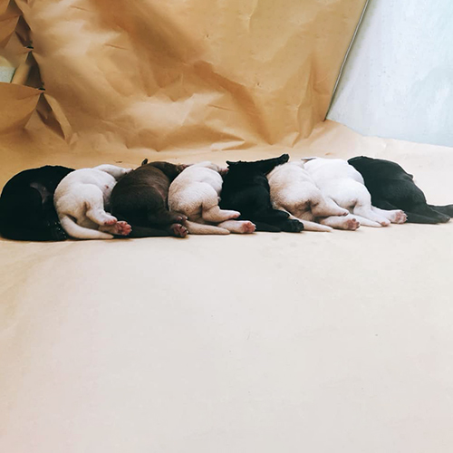 Đàn chó Labrador con đủ màu nằm ngủ cạnh nhau, khoảng 10 ngày tuổi, chụp trong studio