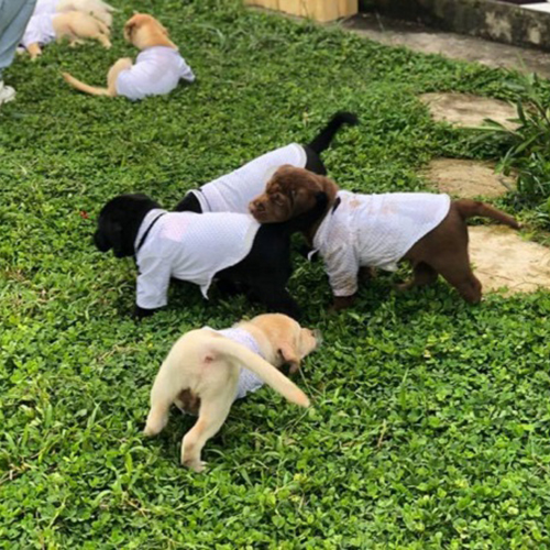 Đàn chó Labrador con đủ màu khoảng 2 tháng tuổi mặc áo nhỏ đang chơi trên bãi cỏ xanh ngoài trời