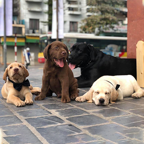 Nhóm chó Labrador con đủ màu gồm vàng kem, nâu socola, đen và trắng kem nằm chụp ngoài trời trên nền gạch