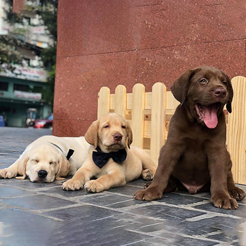 Đàn chó Labrador con 2,5 tháng tuổi gồm bé vàng kem và bé nâu đỏ nằm cạnh nhau, một bé nâu đỏ ngồi thè lưỡi