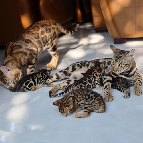Đàn mèo Bengal con 1 tháng tuổi cùng mèo bố mẹ (ảnh thật)