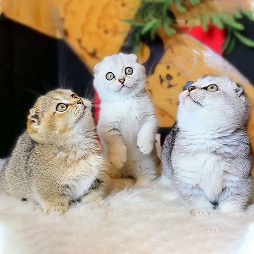 Đàn mèo Munchkin chân ngắn gồm 3 bé màu golden và silver, ảnh thật tại Chạm Pets