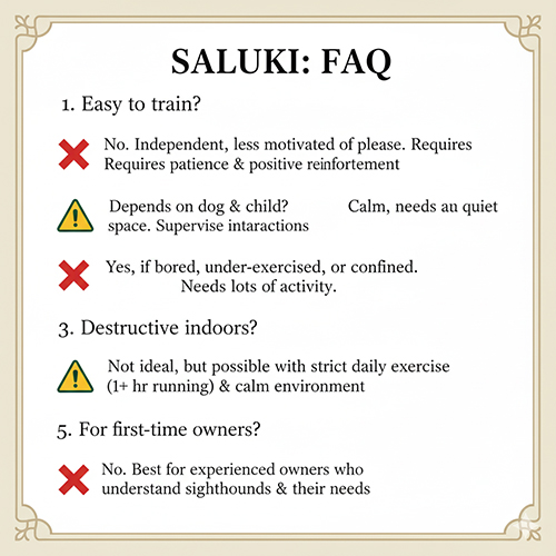 FAQ – các câu hỏi thường gặp về chó Saluki dành cho người muốn nuôi