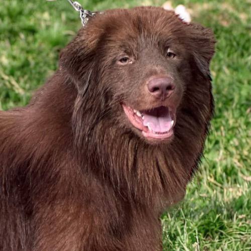 Chó Bắc Hà xù trưởng thành màu nâu với bộ lông dày đứng trên bãi cỏ