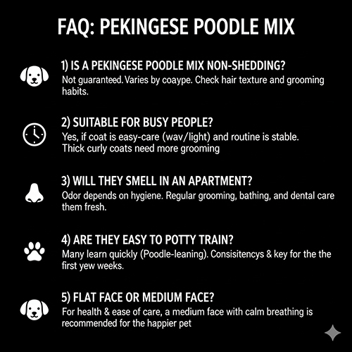 FAQ hỏi nhanh đáp gọn về chó Bắc Kinh lai Poodle khi nuôi thực tế