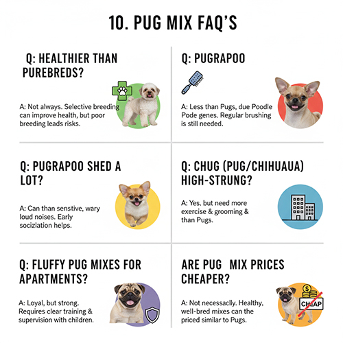 Hình ảnh tổng hợp các câu hỏi thường gặp về chó Pug lai như sức khỏe, rụng lông, tính cách và giá bán