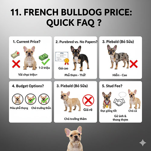 FAQ nhanh về giá chó Bull Pháp theo nguồn gốc và màu lông