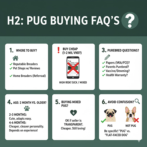 Infographic FAQ nhanh về mua bán chó Pug mặt xệ: nơi mua uy tín, cảnh giác giá rẻ 1–2 triệu, thuần chủng, độ tuổi, Pug lai và tránh nhầm giống