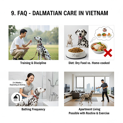 FAQ những câu hỏi thường gặp khi nuôi chó Đốm Dalmatian tại Việt Nam
