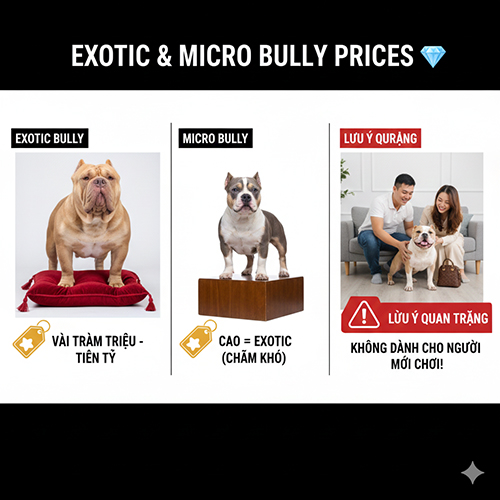 Giá chó Bully Exotic và Micro theo form và độ hiếm
