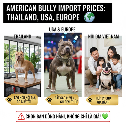 Giá chó American Bully nhập Thái, Mỹ và châu Âu