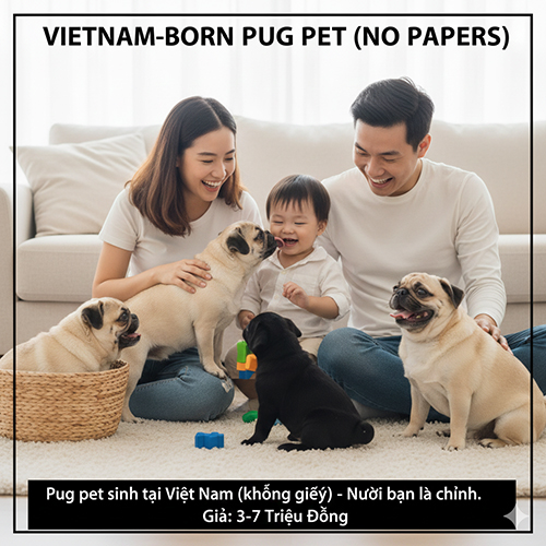 Gia đình chơi đùa cùng đàn chó Pug pet sinh tại Việt Nam không giấy tờ trên sàn nhà