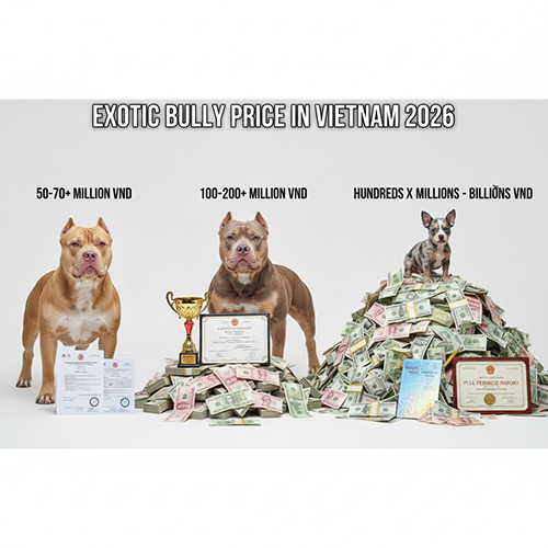 So sánh các mức giá Exotic Bully và Micro Exotic tại Việt Nam