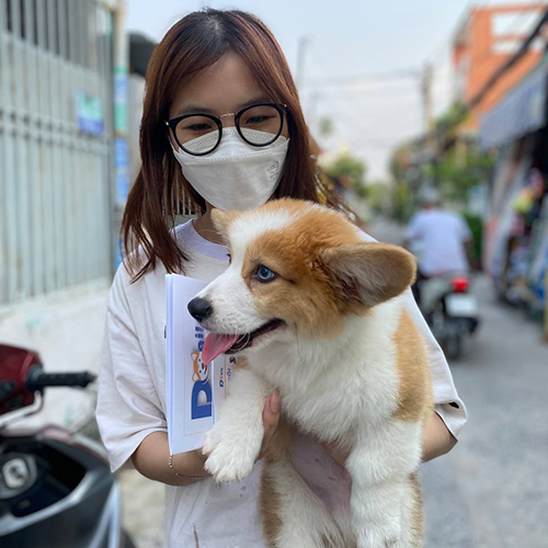 Khách hàng bế bé Corgi khi nhận bàn giao, chụp ảnh ngoài trời trước khi về nhà mới