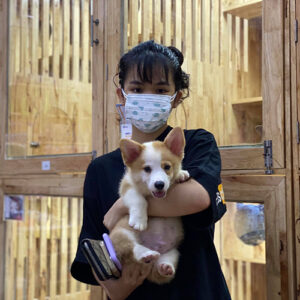 Khách hàng bế bé Corgi khi nhận bàn giao tại Chạm Pets Family, chụp ảnh lưu niệm