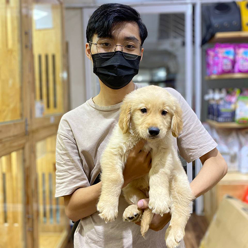 Ảnh thật giao bé chó Golden con vàng kem cho khách, khách bồng bé trước khu chuồng tại Chạm Pets