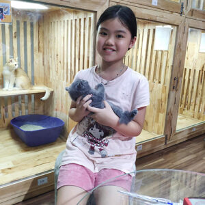 Khách hàng nhí Chạm Pets bế mèo Anh lông ngắn (ALN) xám xanh và chụp ảnh bàn giao tại cơ sở