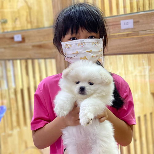 Khách hàng nhí bế chó Phốc sóc con màu trắng tại Chạm Pets Family trong buổi giao bé thực tế