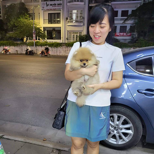 Khách hàng bế chó Phốc sóc mini màu vàng khi nhận bé thực tế từ Chạm Pets Family