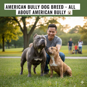 Giống chó American Bully và thông tin đầy đủ về Bully Mỹ