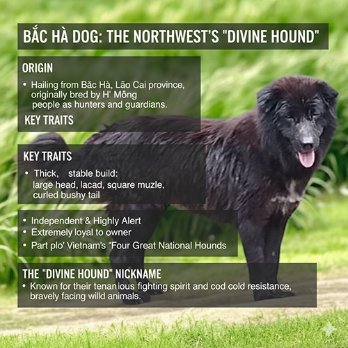 Giống chó Bắc Hà xù với ngoại hình dũng mãnh, lông dày, dáng đứng vững chãi vùng Tây Bắc