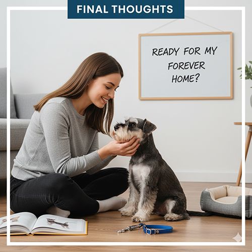 Lời kết bài viết về chó ông già Schnauzer trước khi quyết định nuôi và gắn bó lâu dài