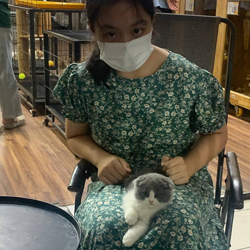 Khách hàng bế bé mèo tai cụp Scottish Fold bicolor xám trắng, ảnh bàn giao thực tế