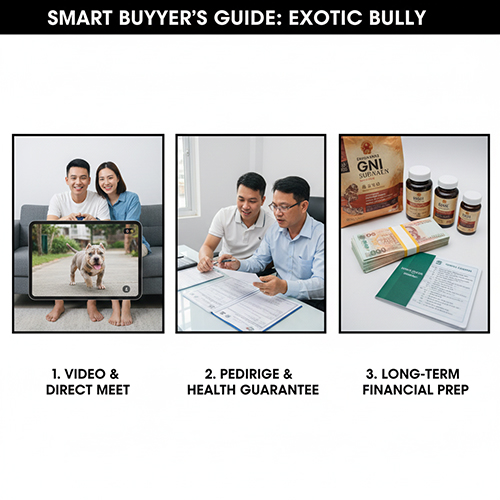 Hướng dẫn chọn mua Exotic Bully và Micro Exotic an toàn cho người mới