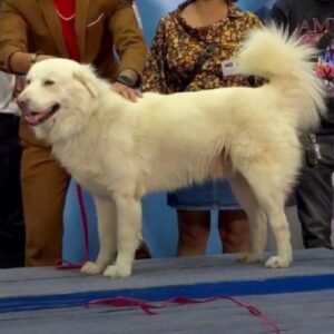 Chó Bắc Hà xù màu trắng đứng dáng chuẩn trên sàn trình diễn