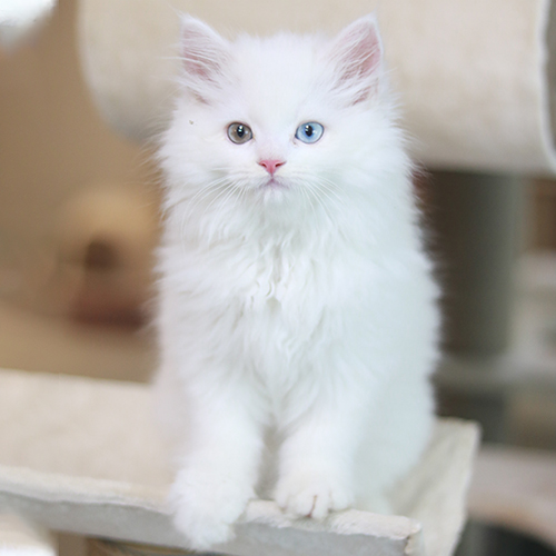 Mèo Ald trắng mắt 2 màu (mèo Anh lông dài) – ảnh thật tại Chạm Pets