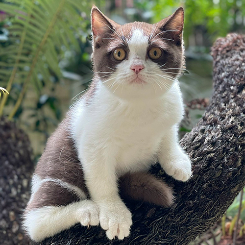 Mèo Anh lông ngắn (ALN) bicolor chocolate 4 tháng tuổi, lông nâu socola pha trắng, mắt vàng, nằm giữa hoa lá ngoài trời
