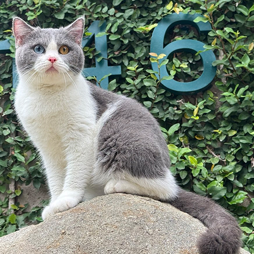 Mèo Anh lông ngắn (ALN) bicolor trưởng thành, mặt cân mũi hồng, mắt 2 màu một xanh một vàng, ngồi trên tảng đá trước hàng cây