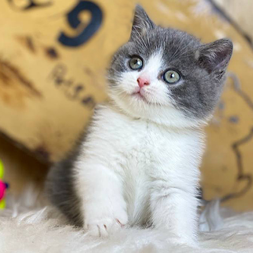 Mèo Anh lông ngắn (ALN) bicolor xám trắng đực 2 tháng tuổi, lông dày, mắt tròn, ngồi trên đệm lông trắng