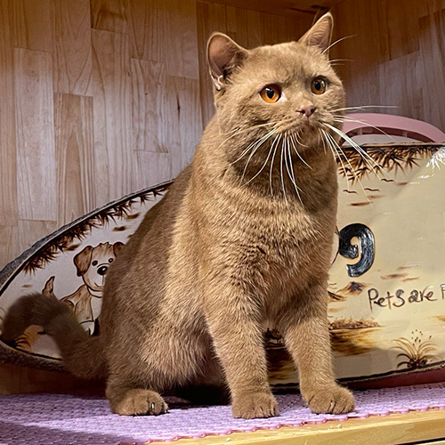 Mèo Anh lông ngắn (ALN) cinnamon đực trưởng thành, lông nâu quế, mắt vàng, đứng trên bệ gỗ trong phòng