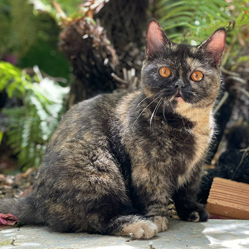 Mèo Anh lông ngắn (ALN) đồi mồi cái trưởng thành, mắt vàng hổ phách, lông đồi mồi đen nâu, ngồi ngoài trời cạnh cây lá