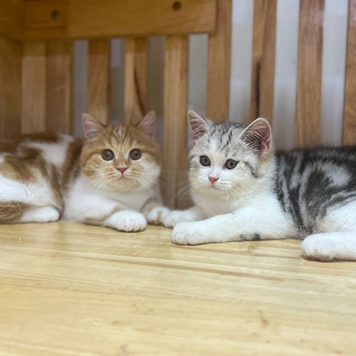 Đôi mèo Anh lông ngắn tabby bicolor 8 tháng tuổi, một bé red tabby bicolor và một bé black tabby bicolor nằm cạnh nhau trên sàn gỗ