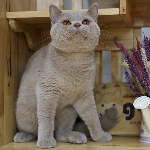 Mèo Anh lông ngắn (ALN) fawn đực trưởng thành, lông màu be nhạt, mắt vàng, ngồi trong góc gỗ