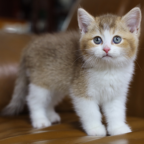Mèo Anh lông ngắn (ALN) golden bicolor NY24, mèo con lông dày, mắt tròn, đứng trên ghế da