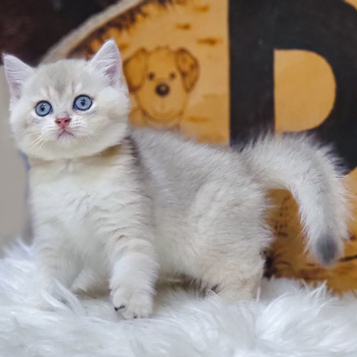 Mèo Anh lông ngắn (ALN) golden CY12, mèo con lông dày màu vàng kem, mắt xanh tròn, ngồi trên đệm lông trắng