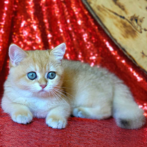 Mèo Anh lông ngắn (ALN) golden NY12 4 tháng tuổi, lông dày màu vàng kem, mắt tròn, nằm trên nền đỏ