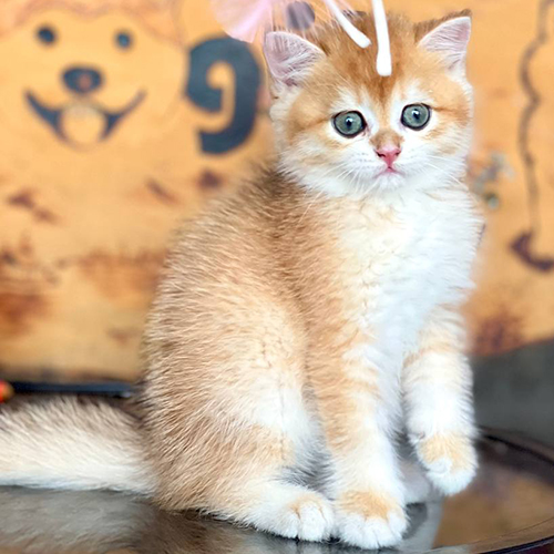 Mèo Anh lông ngắn (ALN) golden NY12 cái 2 tháng tuổi, lông dày màu vàng ấm, mắt tròn, ngồi trên bàn với nền trang trí