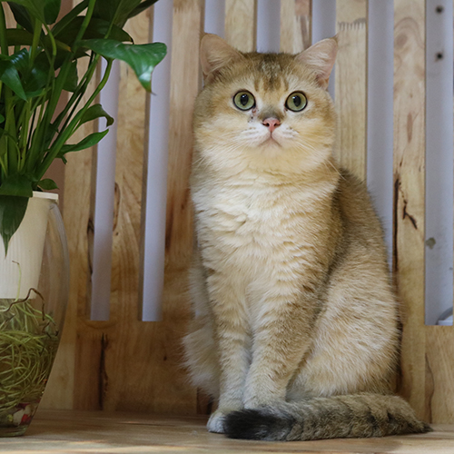 Mèo Anh lông ngắn (ALN) golden NY24 đực trưởng thành, lông vàng ấm, mắt tròn xanh lục, ngồi thẳng trên nền gỗ